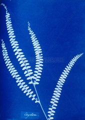 Cyanotype of a Ceylonese fern  1853.