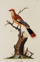 Crested cuckoo  1776.