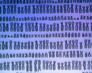 Repeated pattern of the 23 pairs of human chromosomes.