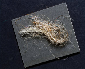 A lock of hair  reputed to have been taken from King George III  1760-1820.