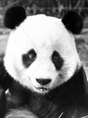 Chia-Chia the panda  London Zoo  April 1980.