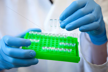 Muenster  Deutschland  eine MTA mit PCR-Reaktionsgefaessen am Institut fuer Mikrobiologie