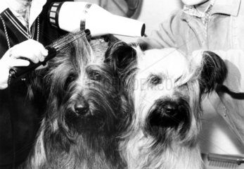 Skye terriers get ready for Crufts dog show  February 1983.