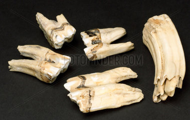 Fossilized teeth  China  5 000-2 000 BC.