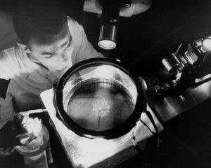 NACA physicist studying alpha rays  1957.