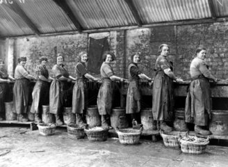 Kipper girls posing at their workbench  Scotland  24 September 1931
