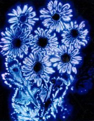 Kirlian photograph of a bunch of marguerites.