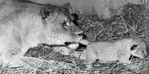 Lioness and cub  August 1971.