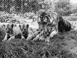 Tigress with her cubs  June 1978.