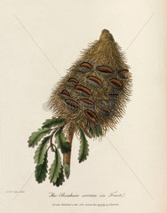 ‘The Banksia serrata in Fruit’  1789.