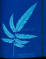 Cyanotype of the Adiantum serrulatum fern  1853.