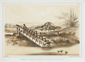 ‘Chinese Irrigating Machine Worked by a Buffalo’  c 1853-1854.