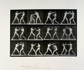 Nude male athletes boxing  c 1872-1885.
