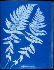 Cyanotype of British ferns  1853.