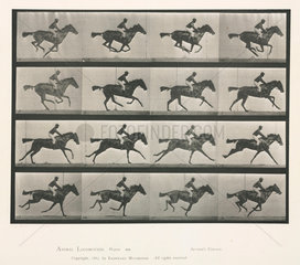 Time-lapse photographs of a man riding a galloping horse  1872-1885.