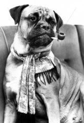 Dog smoking a pipe  February 1984.