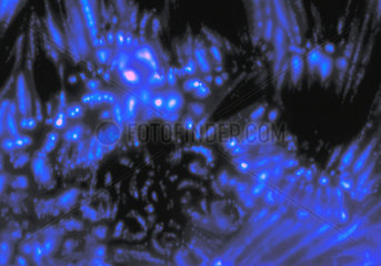 Detail of Kirlian photograph of Chickweed leaf  12 October 2005.