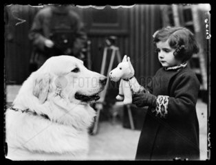 Little girl at Crufts  1937.