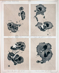 Four views of Sunspots  1872.
