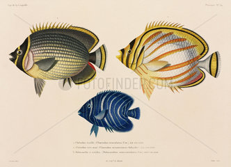 Mailed and ornate butterflyfish  and angelfish  South Pacific  1822-1825.