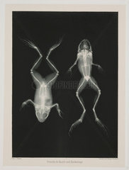 X-ray of two frogs  1896.
