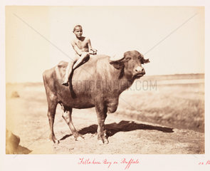 'Fellaheen Boy on Buffalo'  1882.