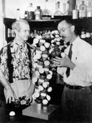Pauling and Corey with their alpha helix model  c 1950s.