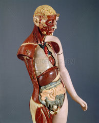 Life size anatomical female figure  standing  c 1900.