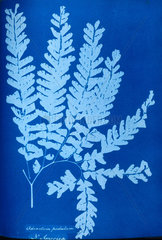 Cyanotype of a North American fern  Adiantum pedatum  1853.