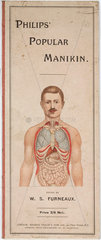 ‘Philips’ Popular Manikin’; diagram of internal organs  late 19th early 20th century.