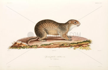 European ground squirrel  Black Sea area  1837.
