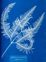 Cyanotype of a Jamaican fern  Gleichenia immensa  1853.