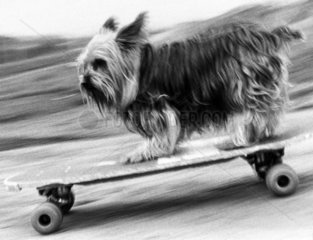 Skateboarding dog  January 1988.