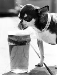 Chihuahua with a pint of beer  June 1981.