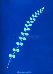 Cyanotype of British fern  1853. Taken from