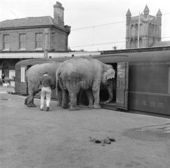 Circus elephants boarding a train  1961.