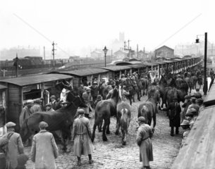 Unloading horses from wagons at Ormskirk