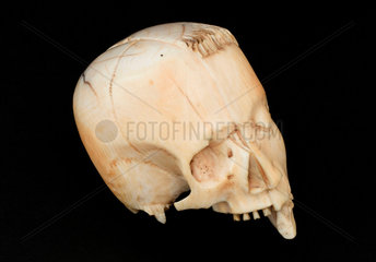 Ivory model of a head  half face and half skull.