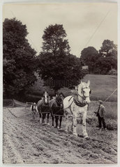 Ploughing  c 1890.