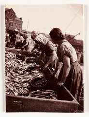 Women sorting fish  Whitby Harbour  North Yorkshire  c 1905.