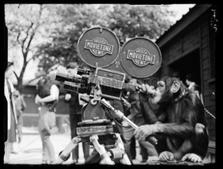 Chimpanzee with a film camera  1939.