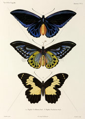 Three butterflies  1822-1825.