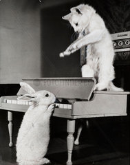 Cat and rabbit with piano.