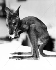 Baby wallaby  March 1984.