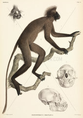 Monkey and skull details  Sumatra  Indonesia  1839-1844.
