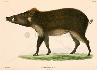 Wild pig  Indonesia  1839-1844.