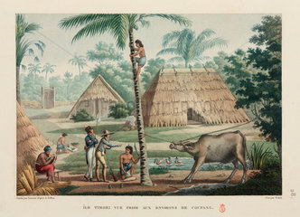 Timorese gathering coconuts  Kupang  1817-1820.