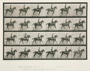 Time-lapse photographs a man on a trotting horse  1872-1885.