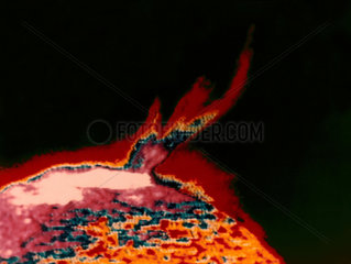 False colour image of a solar flare photographed from Skylab  1973