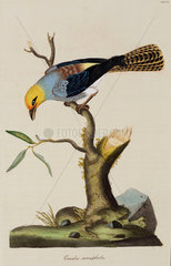 Golden-headed cuckoo  1776.